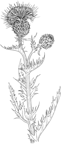 Wavyleaf Thistle Or Gray Thistle Coloring Page